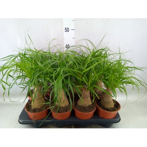 Beaucarnea recurvata