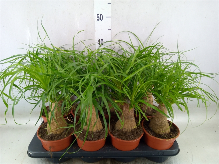 <h4>Beaucarnea recurvata</h4>
