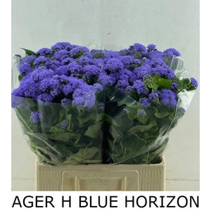 AGER H BLUE HORIZON