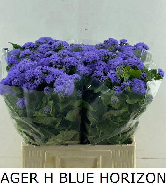 <h4>AGER H BLUE HORIZON</h4>