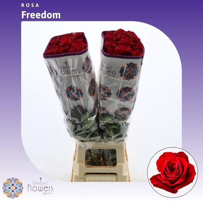 <h4>Rosa gr Freedom</h4>