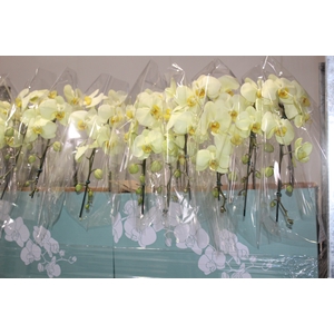 PHALAENOPSIS CASCATA ESPECIAL P15 AMARELO MIN 8 FLS