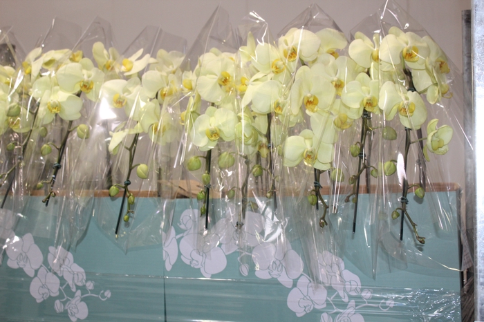 <h4>PHALAENOPSIS CASCATA ESPECIAL P15 AMARELO MIN 8 FLS</h4>