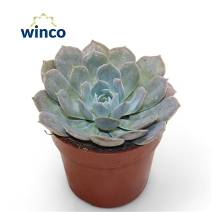 Echeveria Grey Prince