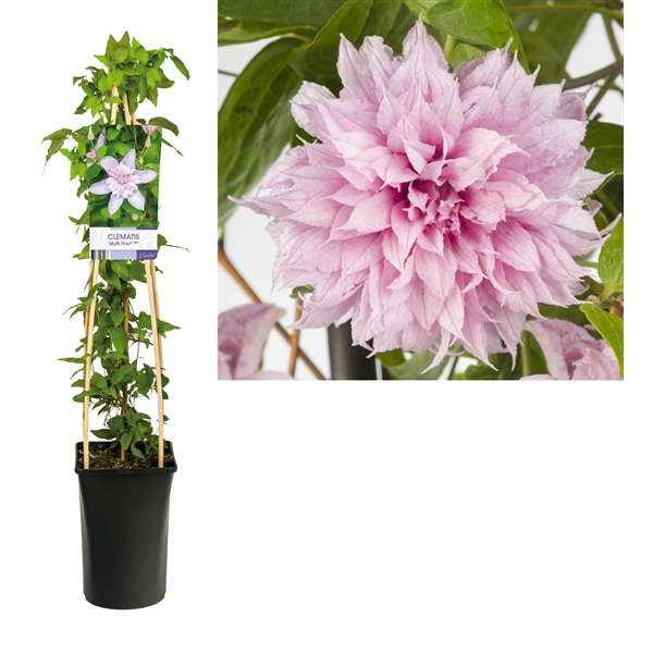 <h4>Clematis Multi Pink® PBR +light label</h4>
