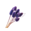 Chardon Lilac
