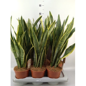 Sansevieria trifa. 'Laurentii'