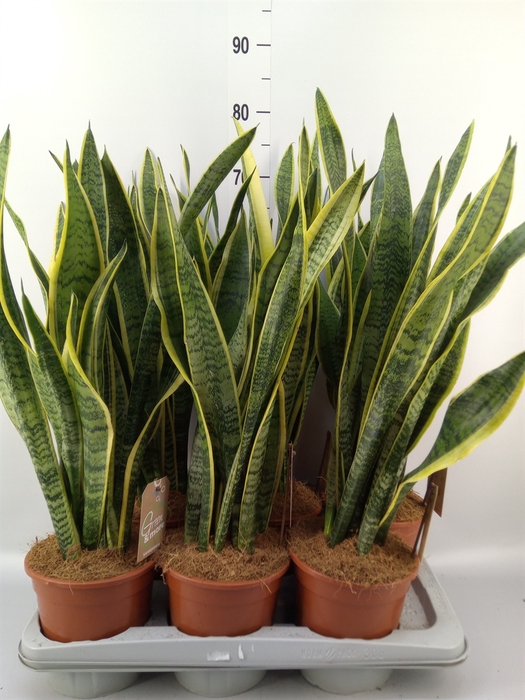 <h4>Sansevieria trifa. 'Laurentii'</h4>