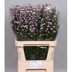 ASTER CLAUDIA ASTER CLAUDIA