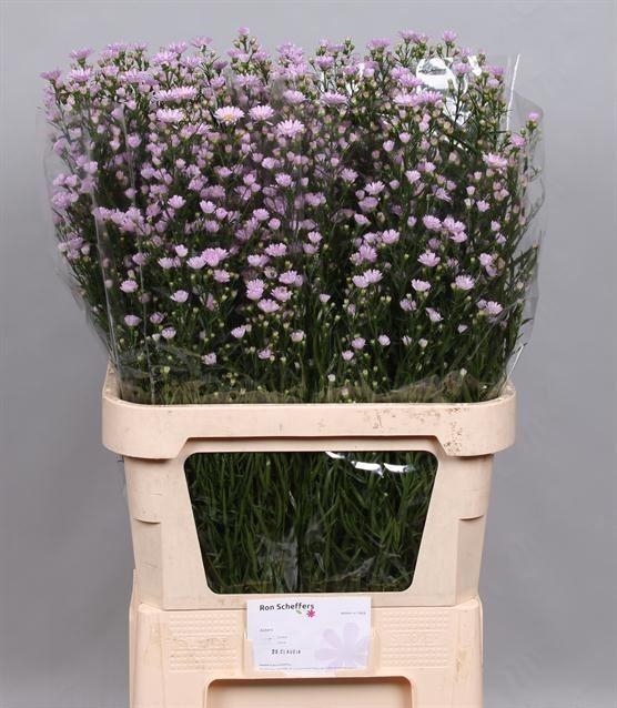 <h4>ASTER CLAUDIA ASTER CLAUDIA</h4>