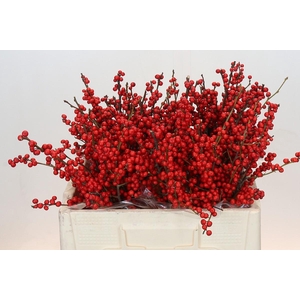 Ilex Rood