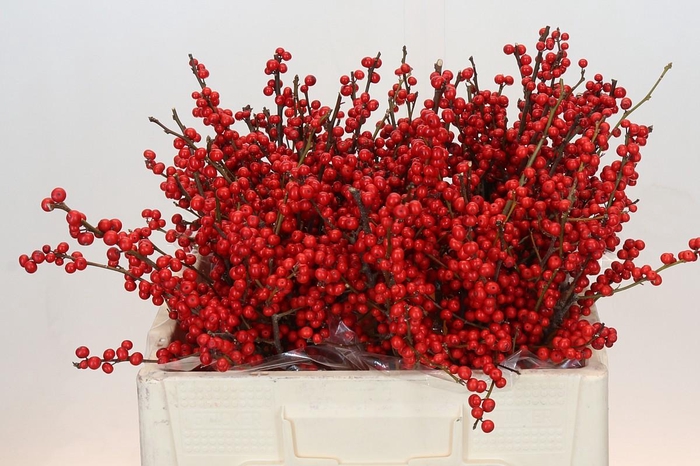 Ilex Rood