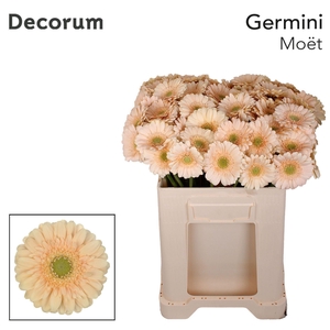 GERBERA MI 'MOET'