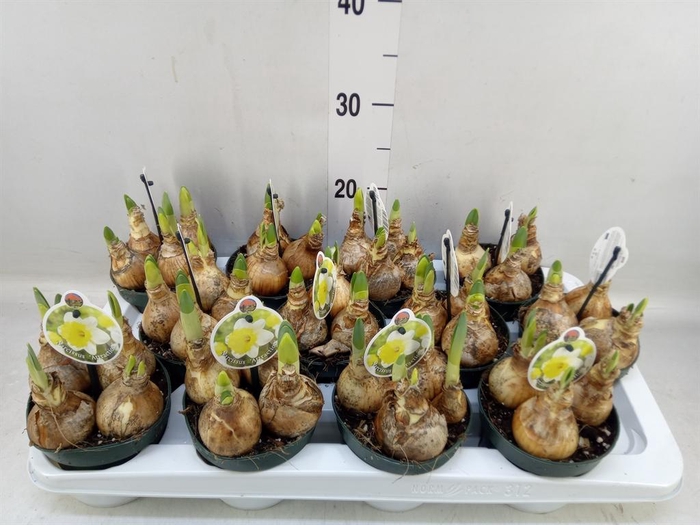 <h4>Narcissus   ...</h4>