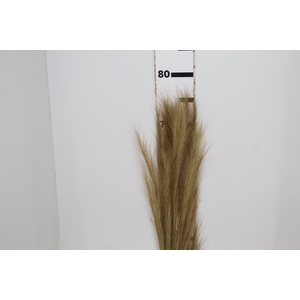 CAPIM BARBA DESIDRATADO