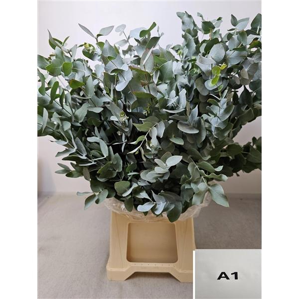 <h4>EUC CINEREA PB</h4>