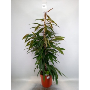 Ficus   ...