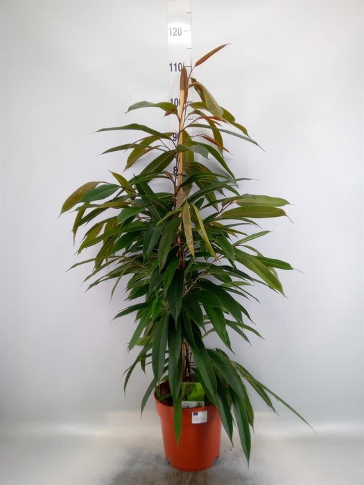 <h4>Ficus   ...</h4>