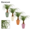 Beaucarnea Recht 12 cm in Carly (Craft world-collection)