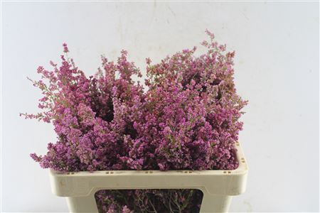 <h4>Kaaps Erica Pink</h4>