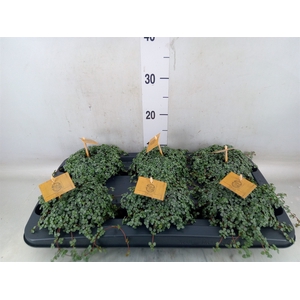 Pilea glaucophylla 'Greyzy'
