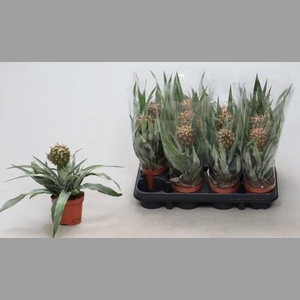 ANANAS ROSITA