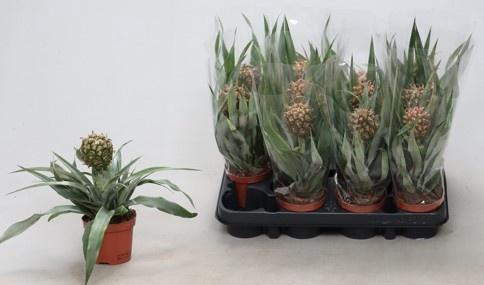 <h4>ANANAS ROSITA</h4>