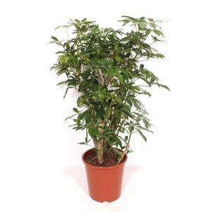 Schefflera arboricola 'Compacta'