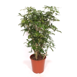 Schefflera arboricola 'Compacta'