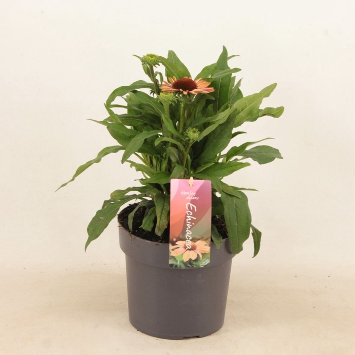 <h4>Echinacea purpurea Mooodz Satisfy</h4>