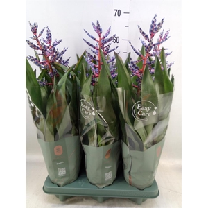 Aechmea  'Blue Rain'