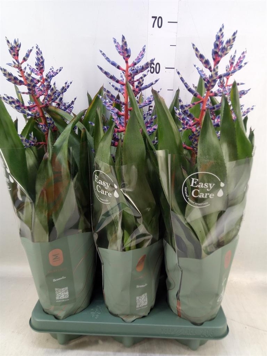 <h4>Aechmea  'Blue Rain'</h4>