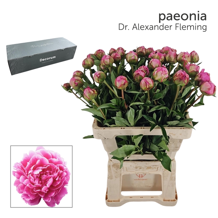 <h4>PAEO L ALEX FLEMING Big Box 80</h4>