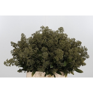 Skimmia Kl Bh Metallic Olijf Groen