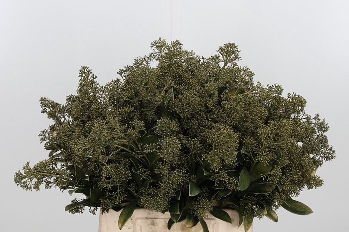 <h4>Skimmia Kl Bh Metallic Olijf Groen</h4>