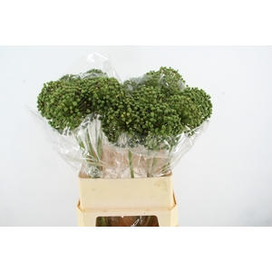 ALLIUM ZAADBOLLEN