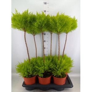 Cupressus macro. 'Goldcrest' .shape