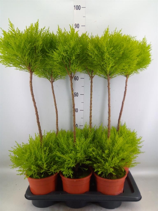 <h4>Cupressus macro. 'Goldcrest' .shape</h4>