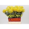 Nutans Ayoba Yellow