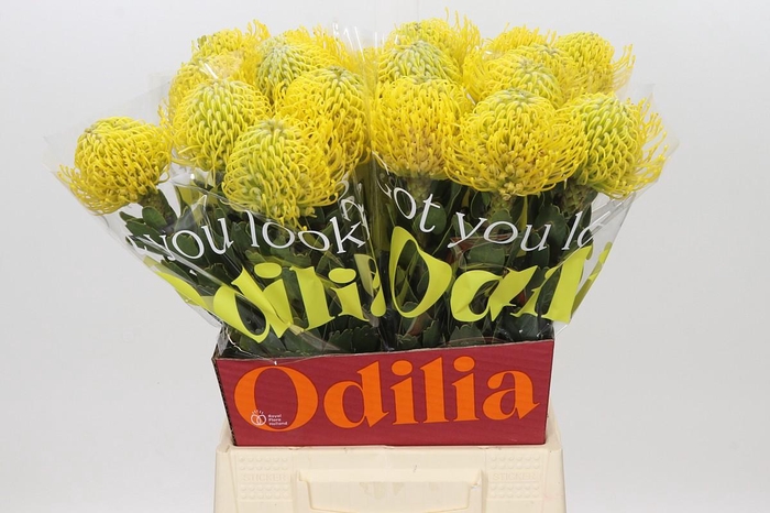Nutans Ayoba Yellow