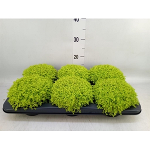 Soleirolia soleirolii 'Aurea'