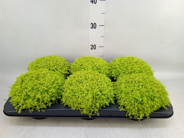 <h4>Soleirolia soleirolii 'Aurea'</h4>