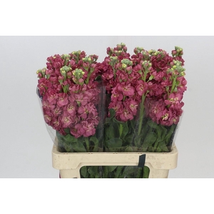 Matthiola Iron Cerise