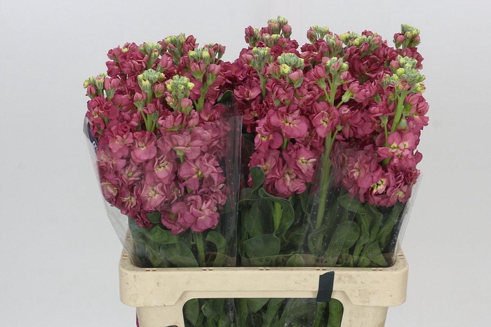 <h4>Matthiola Iron Cerise</h4>