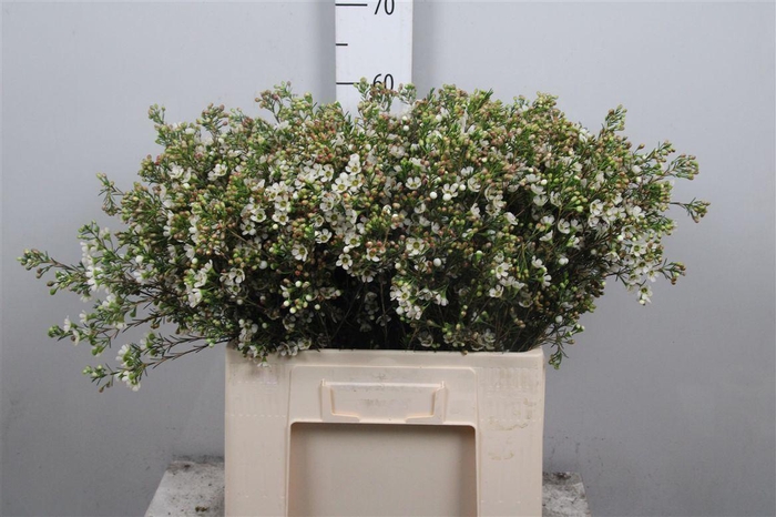 <h4>Chame Crystal Pearl</h4>