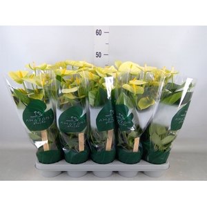 Anthurium andr. 'Vanilla'