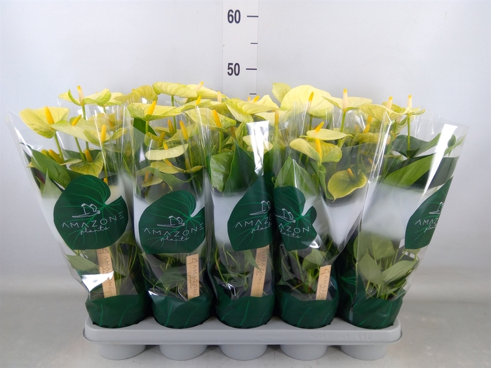 <h4>Anthurium andr. 'Vanilla'</h4>
