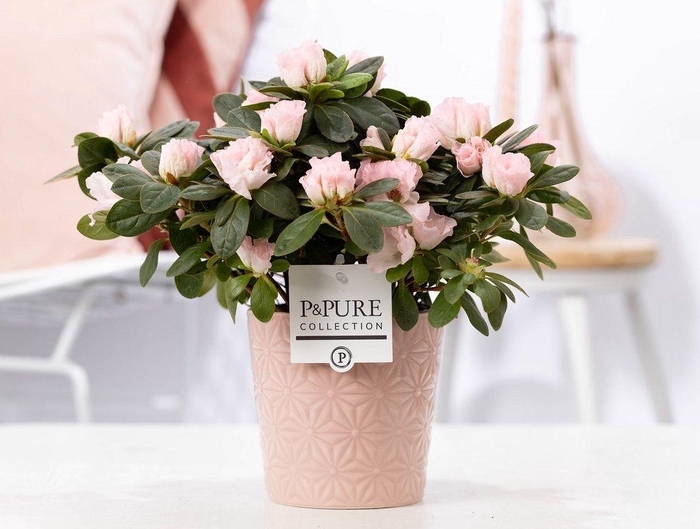 <h4>1st class Azalea pink in P&PURE Juliette ceramics pink</h4>