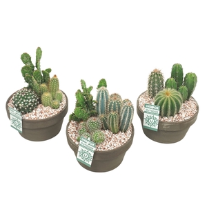 Cactus arrangement in 17 cm 'Grijze Schaal'