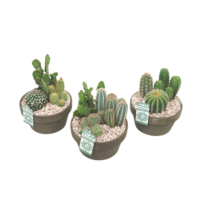 <h4>Cactus arrangement in 17 cm 'Grijze Schaal'</h4>